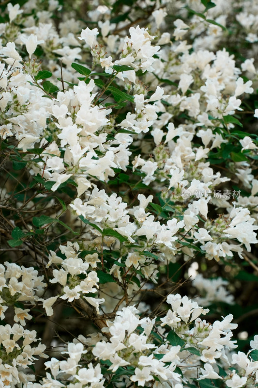 北京国家植物园猬实花