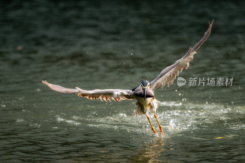 飞过湖面的鸟的特写镜头