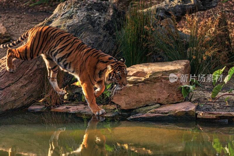 野生动物老虎食肉动物狩猎者