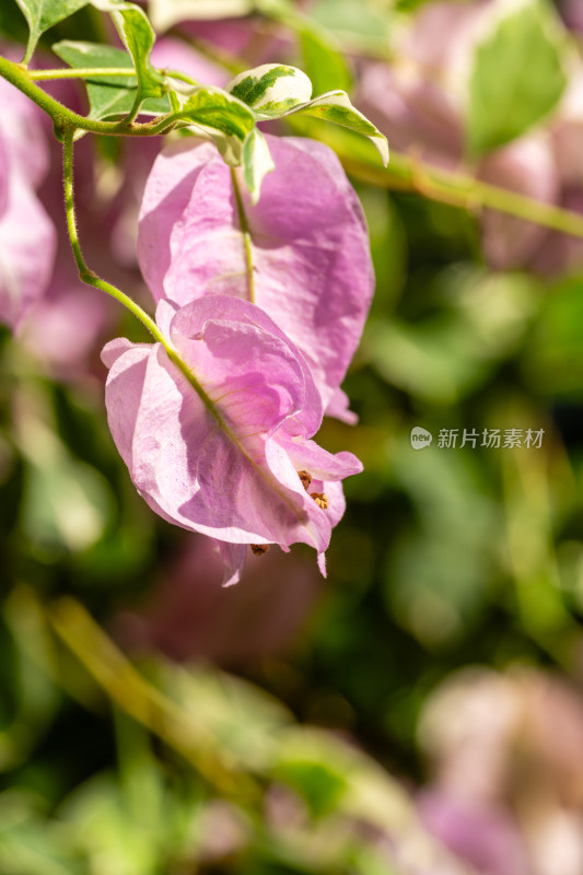 上海辰山植物园叶子花微距特写