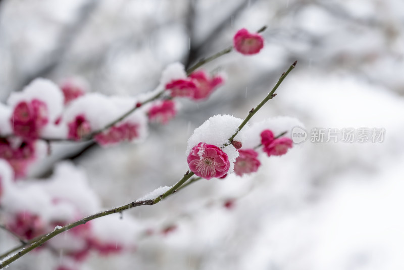 春天公园里雪中盛开的梅花