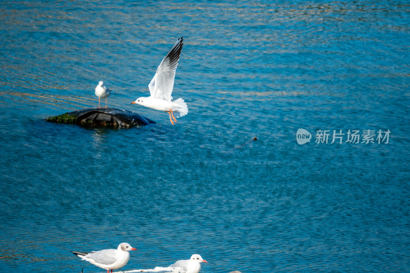 山东青岛积米崖港红嘴鸥