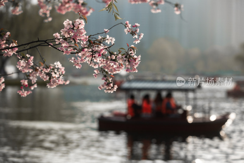 春天的花朵