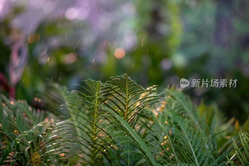 蕨类植物叶子特写镜头