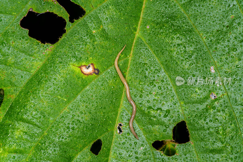 带水珠绿叶上的细长陆生纽虫