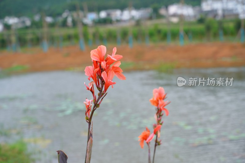 水边绽放的橙红色花朵