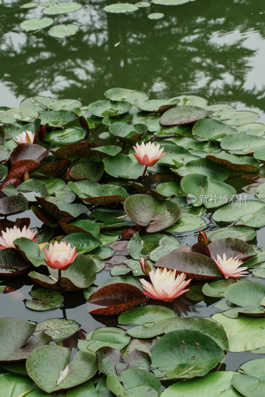 北京国家植物园睡莲