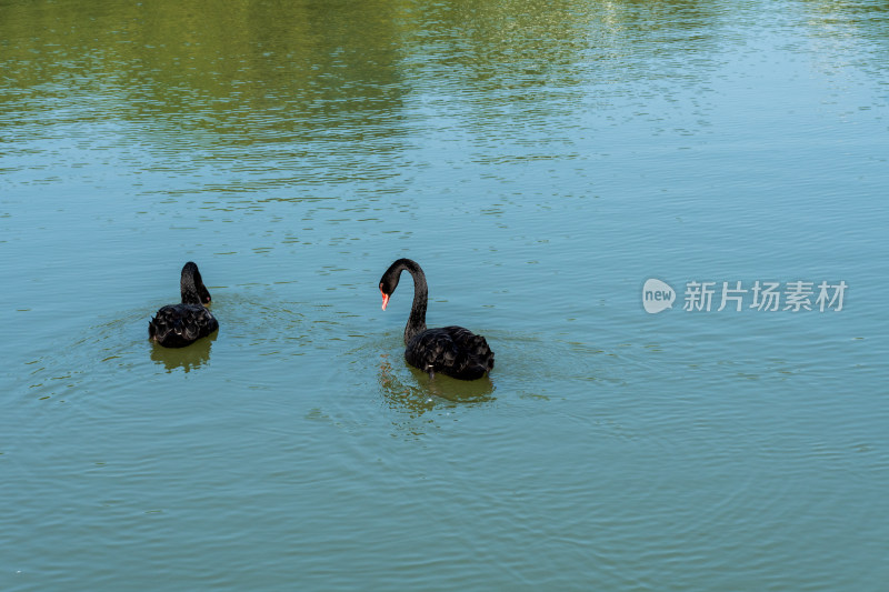 福州黎明湖黑天鹅