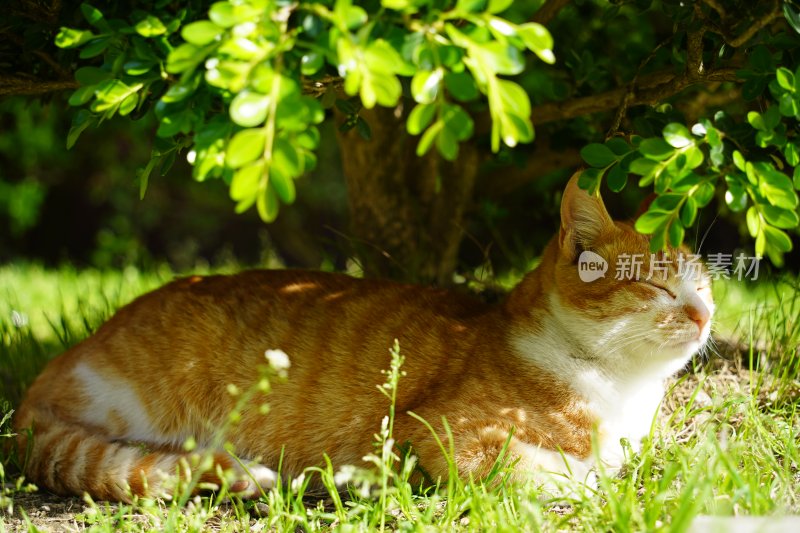 夏日午后慵懒的橘猫