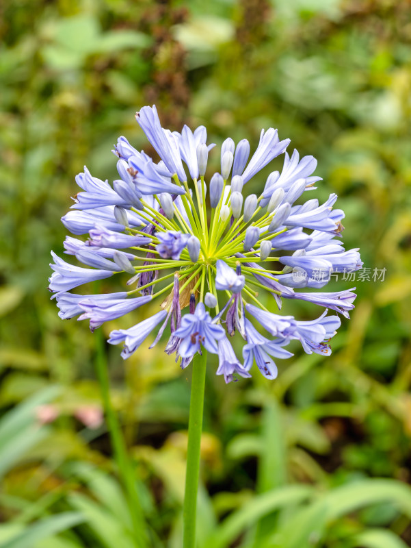 百子莲紫君子兰蓝花君子兰开花特写