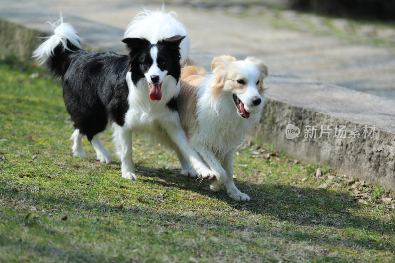 公园里玩耍的两只边境牧羊犬