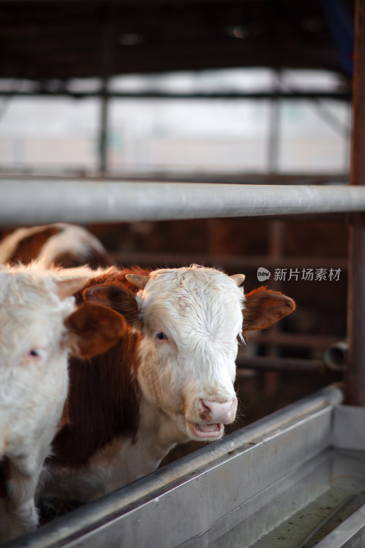 肉牛养殖场里的牛