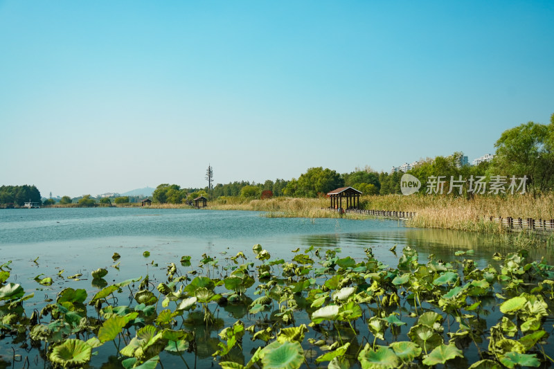 太湖湖滨国家湿地荷塘