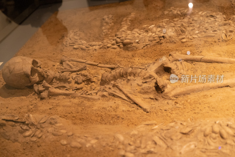 中国国家博物馆古代中国 蚌塑龙虎墓
