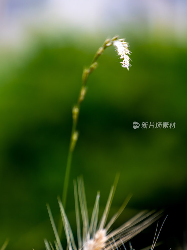 麦子成熟时小麦麦穗