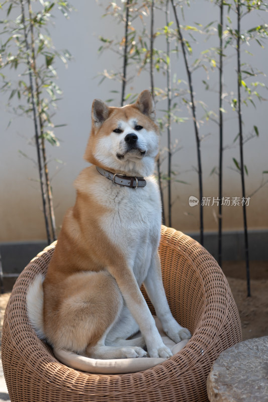 秋田犬特写