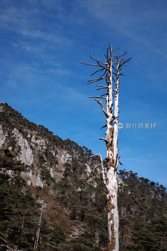 大理苍山洗马潭景区