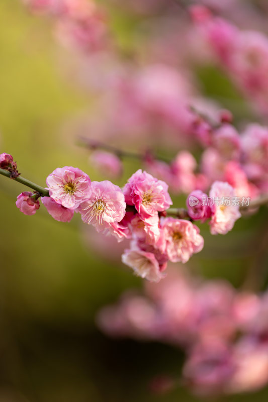 粉色梅花特写