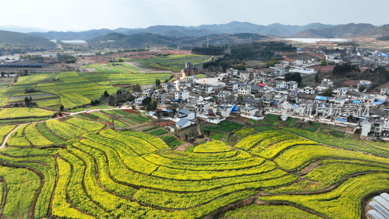 油菜花绘就田园美景