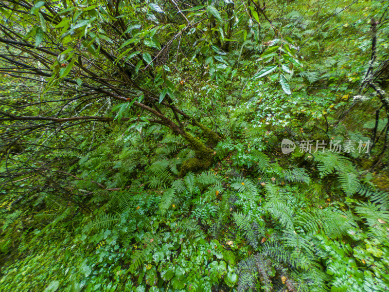 静谧的森林与湖景