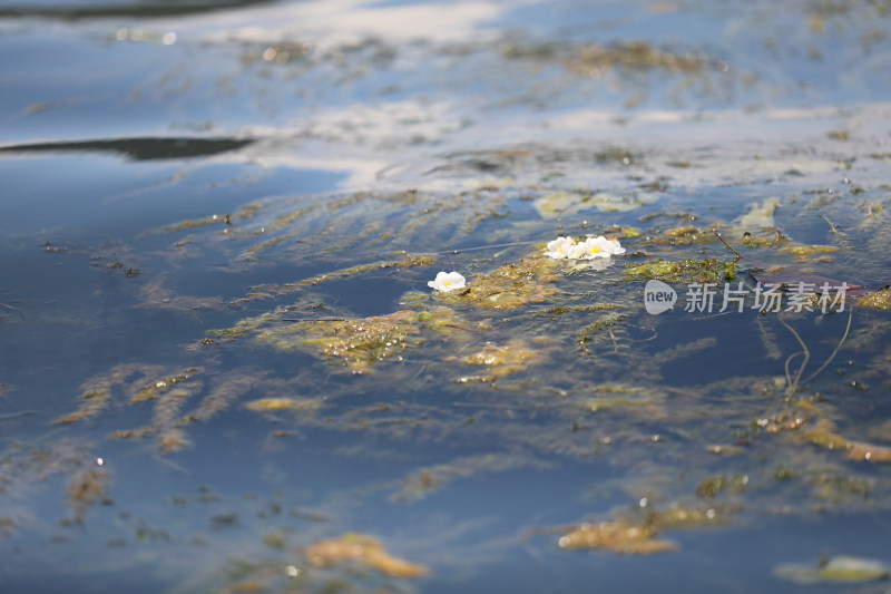 中国云南大理洱海里的水性杨花