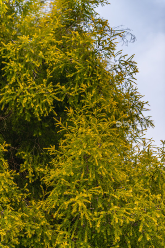 松树枝叶的特写镜头