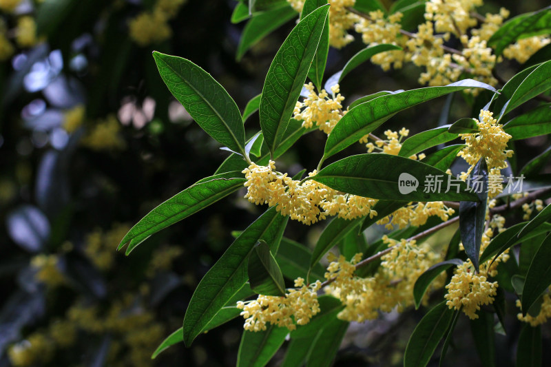 成都秋天桂花盛开的树枝背景素材