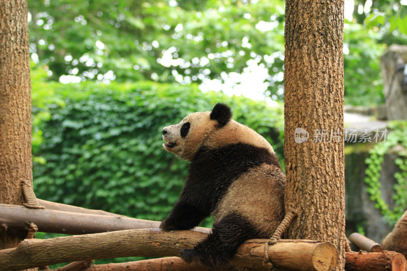 成都大熊猫繁育研究基地的国宝大熊猫