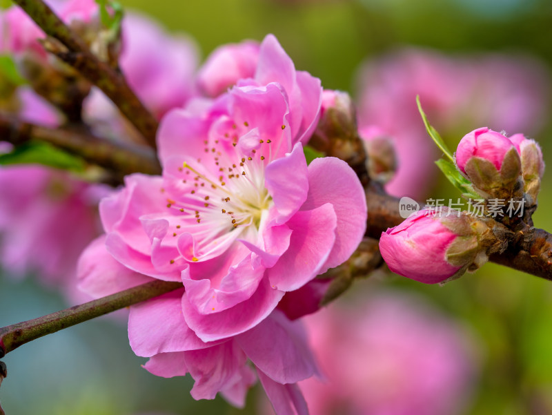 春天的桃花开花特写