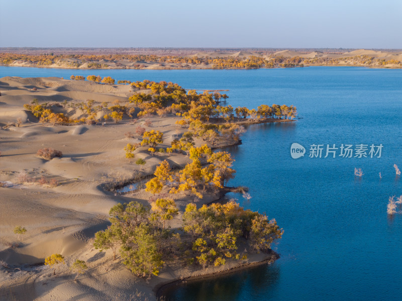 新疆巴州罗布湖塔塔秘境沙漠水上胡杨林航拍