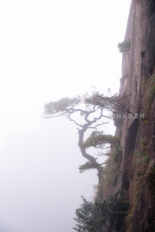 云雾下，安徽黄山的松树风景