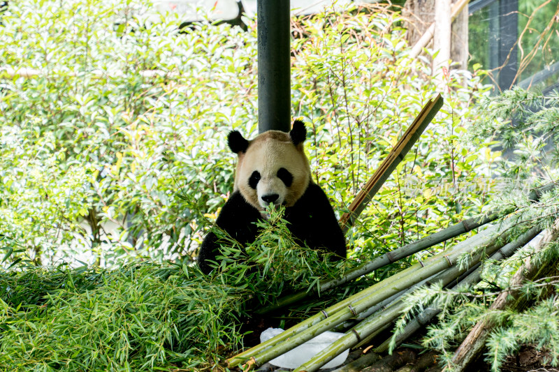 公园里的熊猫在吃竹子