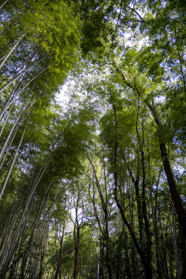 竹林绿色植物竹叶