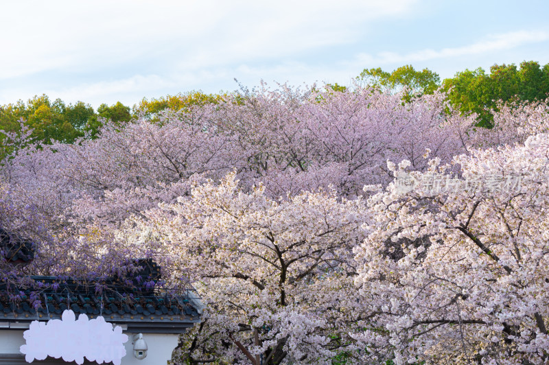 武汉东湖磨山樱花园樱花盛开