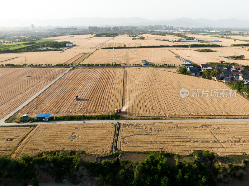 收割机收割小麦