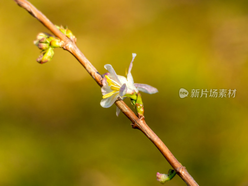 开放的郁香忍冬