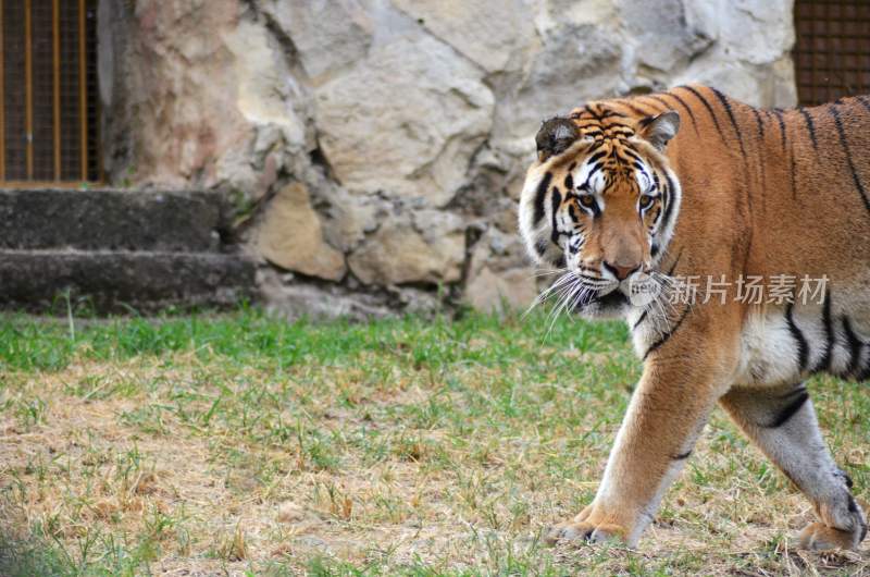 百兽之王老虎猛虎东北虎白虎虎威