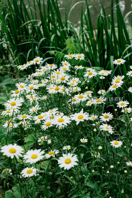 北京北坞公园雏菊