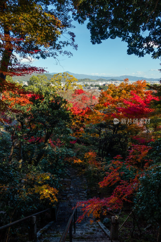 枫叶 庭院 日式 秋天 寺庙