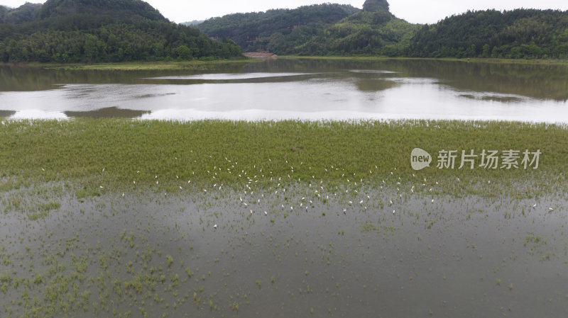 福建泰宁大金湖白鹭湾湿地白鹭