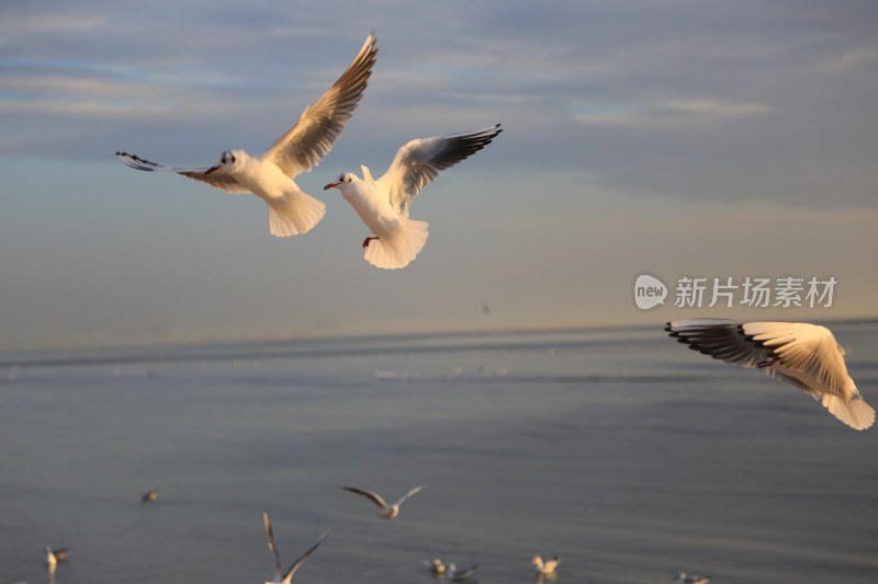 海面飞翔的海鸥