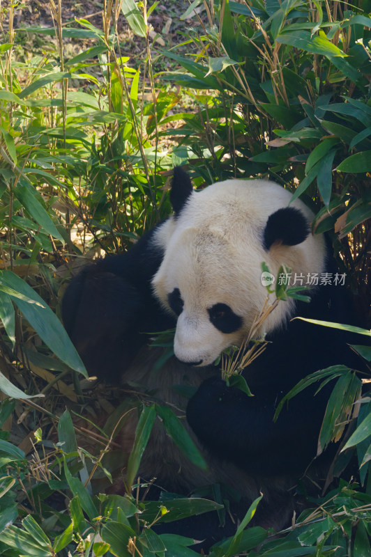 武汉动物园可爱的大熊猫