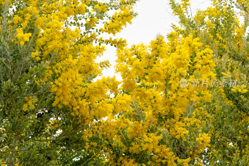 银叶金合欢黄色花盛开