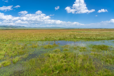 若尔盖花湖景区草原湿地风光