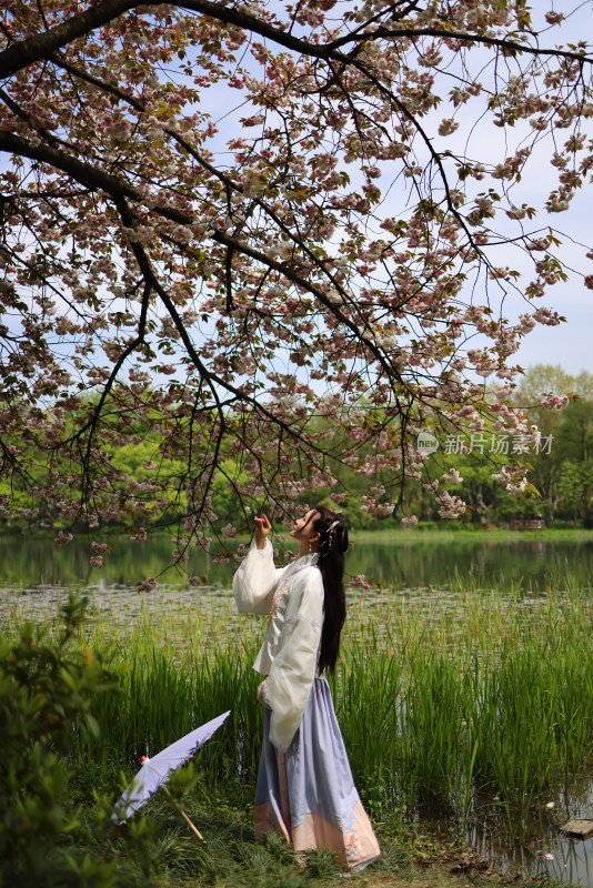 杭州西湖风景区乌龟潭的晚樱和穿汉服的女人