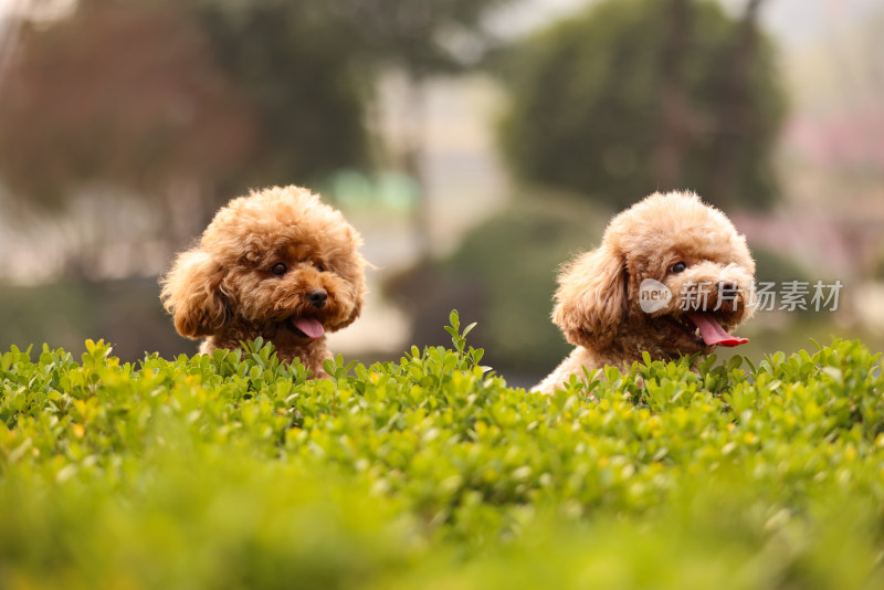 两只草丛里翘首以盼的泰迪犬