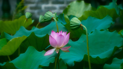 深圳宝安区万景楼荷花盛开