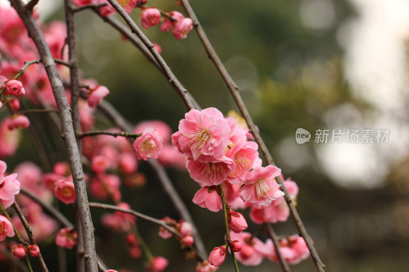 春天梅花盛开