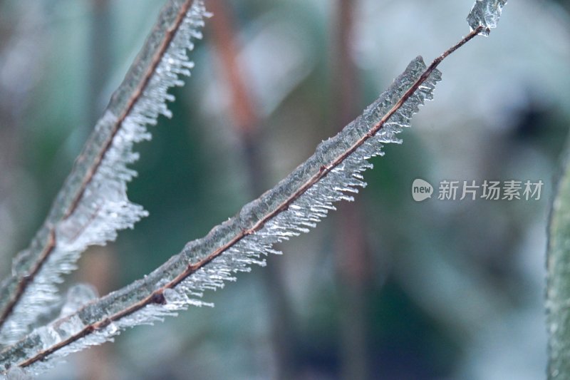 重庆酉阳：龙头山上冻雨“缀”美