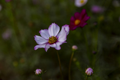 四季花卉盆景格桑花